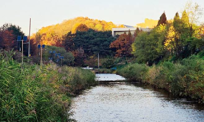 더케이호텔 쪽으로 흘러가는 양재천. [안영배 제공]