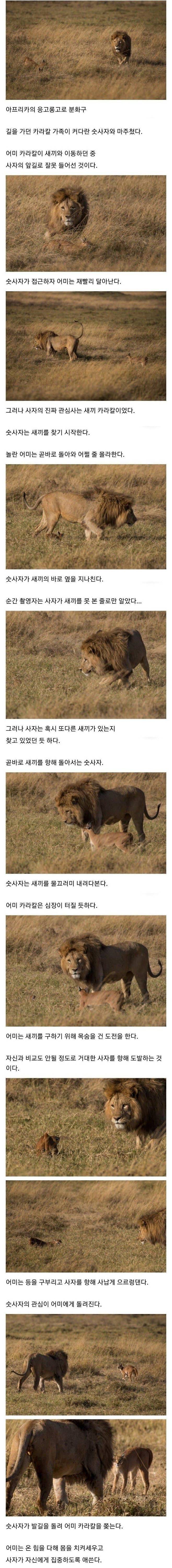 Internet_20241201_094958_1.jpeg [스압] 사자의 관심을 받은 카라칼 새끼의 결말