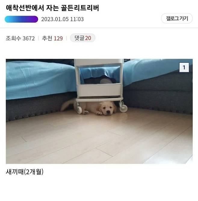 애착선반에서 자는 골든리트리버