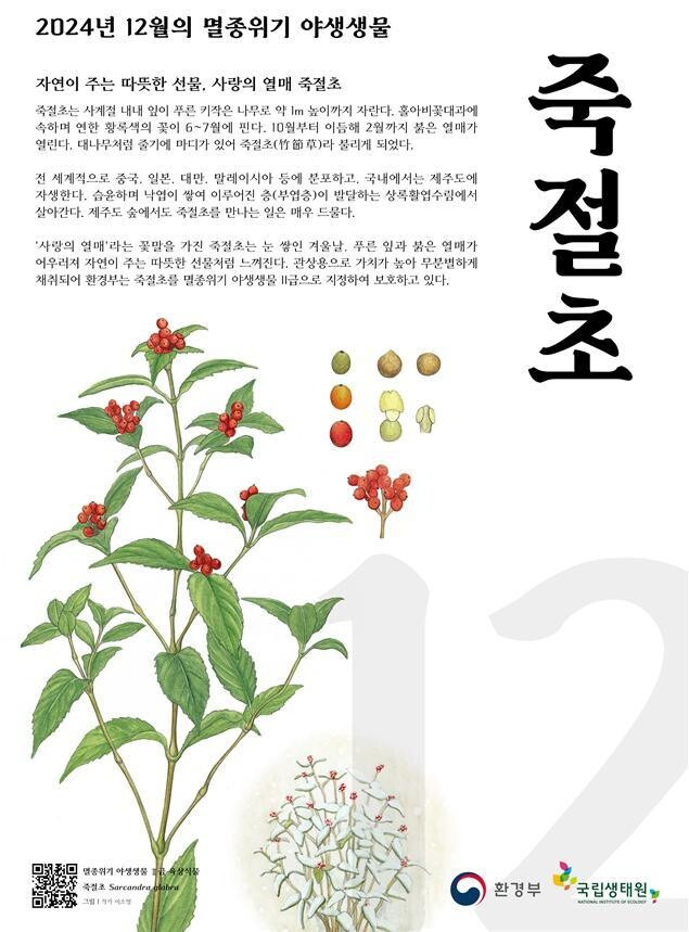 죽절초가 12월의 멸종위기 야생생물로 선정됐다. 환경부 제공