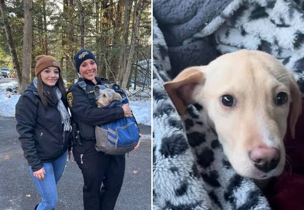 추락 사고에도 살아남은 유기견 ‘플루토’(왼쪽 사진)와 ‘위스키’(오른쪽 사진). 그린 카운티 보안관 사무소 페이스북 갈무리.