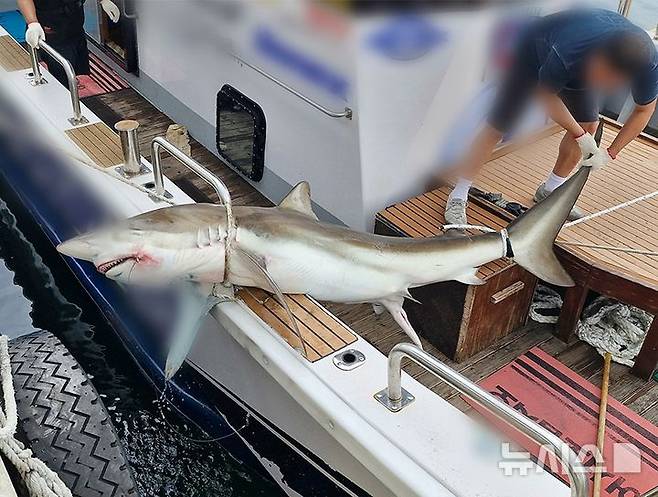 [제주=뉴시스] 지난 6월8일 제주 서귀포시 해상에서 포획된 무태상어. (사진=제주해양경찰청 제공) 2024.08.12. photo@newsis.com