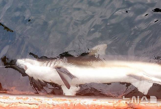 [제주=뉴시스] 지난 6월 제주 서귀포시 해상에서 포획된 무태상어. (사진=제주지방해양경찰청 제공) 2024.08.12. photo@newsis.com