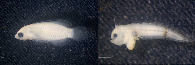 국립수산과학원이 올해 우리나라 주변 해역에서 처음으로 발견한 아열대 해역 어린 물고기 8종 중 일부 어종의 모습. 수산과학원