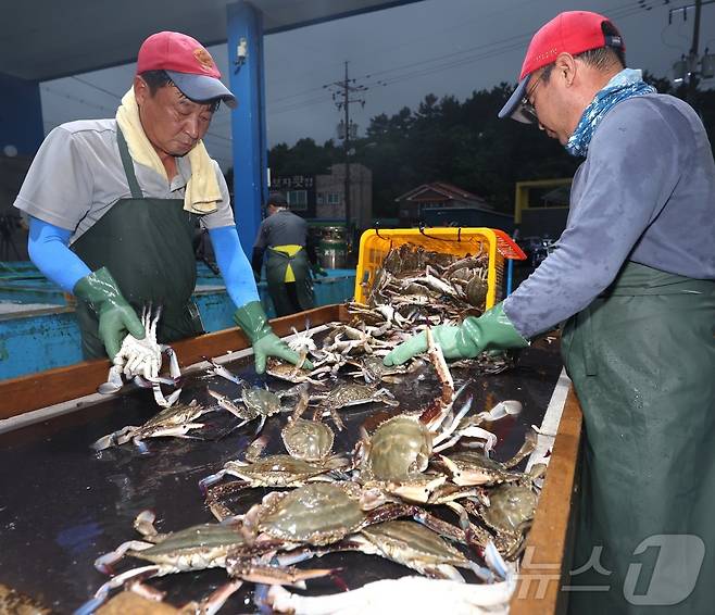 꽃게 금어기가 해제된 21일 충남 태안 채석포항에서 어민들이 꽃게를 정리하고 있다. (태안군 제공) 2024.8.21/뉴스1 ⓒ News1 김기태 기자(사진은 기사 내용과 무관함) / 뉴스1 ⓒ News1