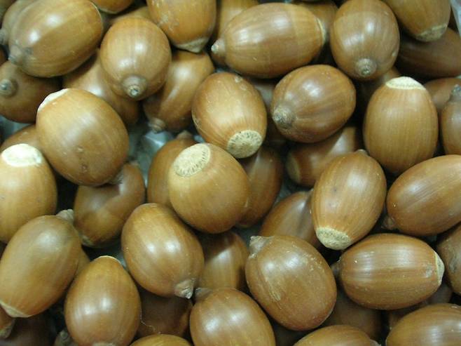 ▲ 붉가시나무 열매, 도토리 [전라남도]&nbsp;