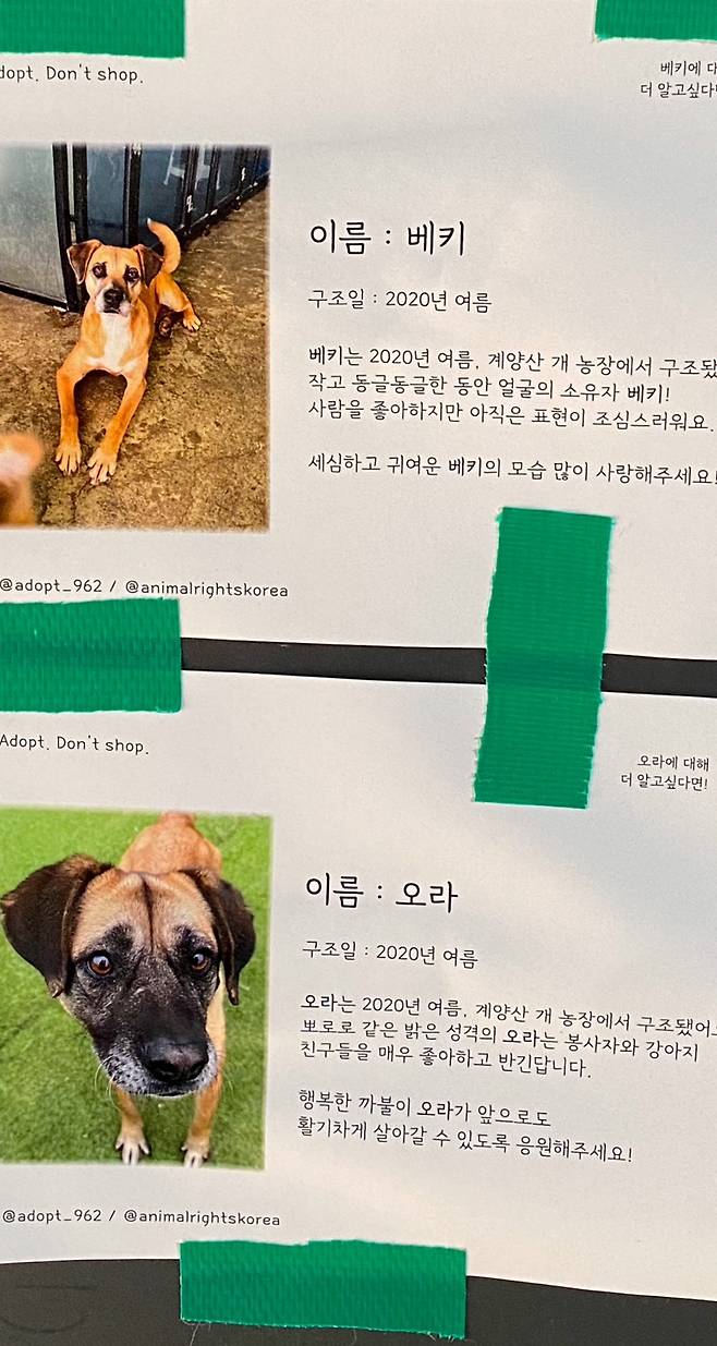 하나하나 다 고유한 존재. 자세히 바라보고 곁에 있어준 덕분에 알 수 있었던 개들의 성격, 특징, 모습들./사진=남형도 기자