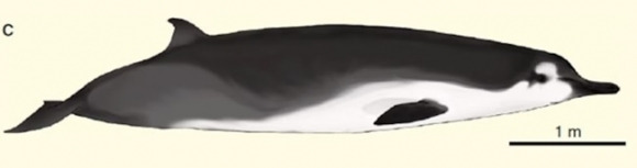 ‘부채이빨부리 고래’(Spade-toothed whale).