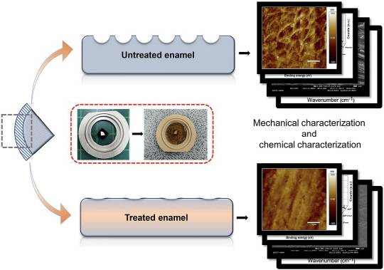 KAIST는 충치 치료제인 은다이아민플루오라이드(SDF)가 치아 표면에 방어막을 형성해 콜라로 인한 치아 부식 작용을 막는 메커니즘을 규명했다. SDF를 처리한 치아와 그렇지 않은 치아를 콜라에 노출시킨 후 표면 형상과 기계적 특성을 분석한 사진.  KAIST 제공