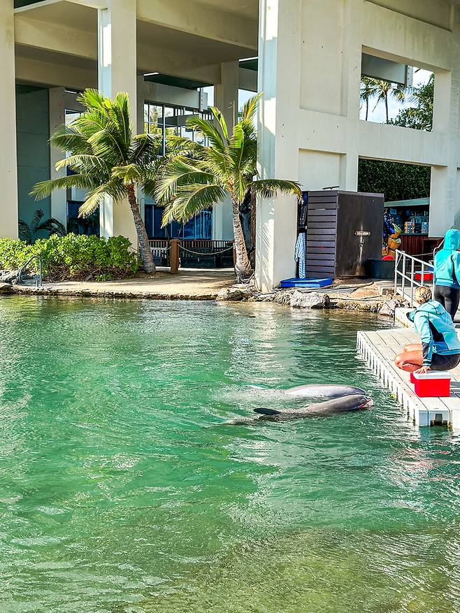 돌고래가 사는 카할라 호텔 풍경 / 사진=권효정 여행+ 기자