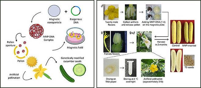 꽃가루 마그네토펙션의 도식적 설명도. 왼쪽은&nbsp;꽃가루 마그네토펙션 과정을 설명한 그림이고, 오른쪽은&nbsp;실험을 진행하면서 최적화한 실험내용이다. 부산대 제공
