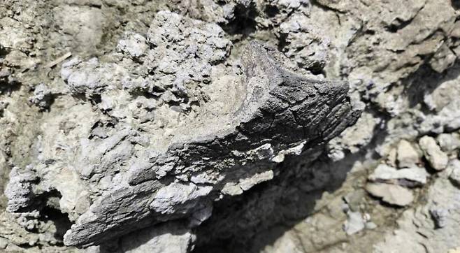 ▲ 소륵도에서 발견된 공룡 골격 화석 [연합뉴스]