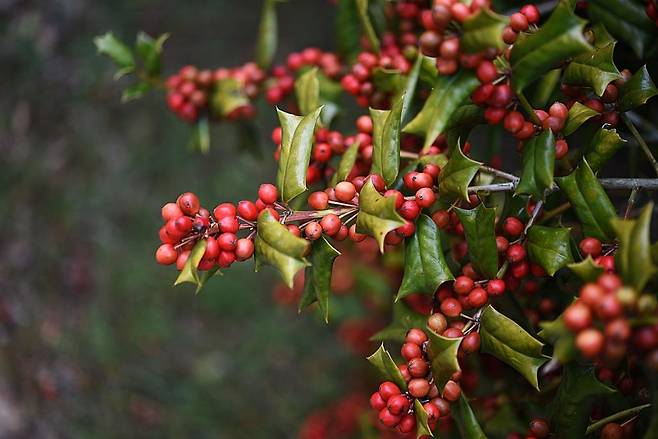 호랑가시나무 열매 [국립수목원 제공. 재판매 및 DB 금지]