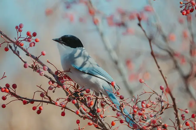 098ef319b7856ef520a8d3b706f11a39c8748cba9e70be7558