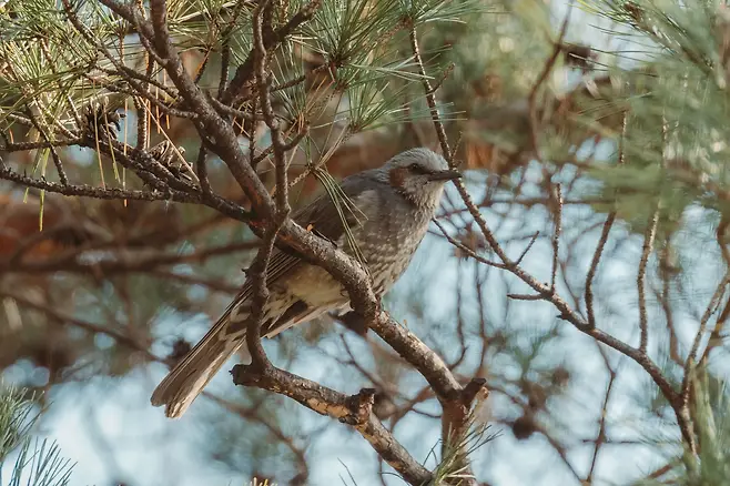 098ef319b6836bfe20a8d3b706f11a392366cf62df9c5b06b526