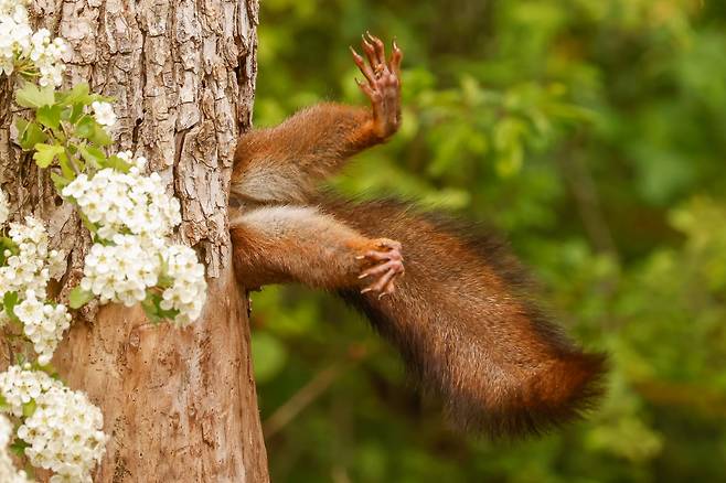 올해 웃긴 야생동물 사진전에서 우승을 차지한 '나무에 박힌 다람쥐(Stuck Squirrel)'. 실제로는 다람쥐가 나무 구멍 속으로 들어가는 장면이지만, 마치 나무에 박혀 빠져나오지 못하는 것처럼 보인다. 절묘한 타이밍으로 재미있는 모습을 담아냈다./The Nikon Comedy Wildlife Photography Awards