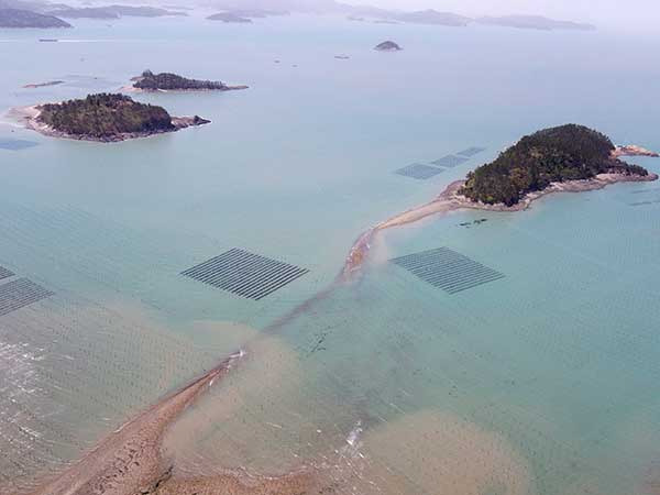 암태면 당사도 상공에서 드론으로 찍은 모습. 곳곳에 김양식하는 '김발'이 보인다. 당사도는 한때 '돈섬'이라는 말을 들을 정도로 김양식으로 짭짤한 수익을 올렸다. 수심이 깊지도 얕지도 않아서 김양식에 알맞은 환경을 갖추고 있다. 옆에 딸린 무인도인 삼도·마전도·항도의 모습이 보인다. 