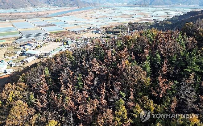 소나무재선충병 걸린 소나무(기사와 직접 관련이 없음) [연합뉴스 자료사진]