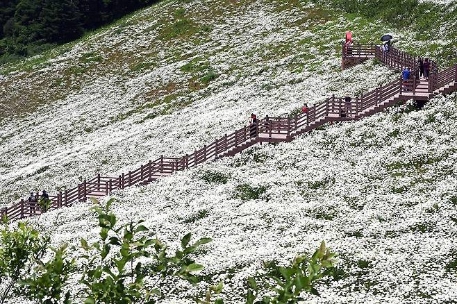육백마지기 [평창군 제공.재판매 및 DB 금지]