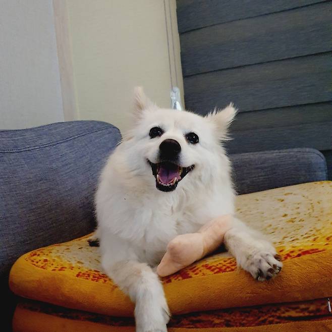 IMG_1934.JPG 아픈 강아지 식사거부 어떻게 하시나요..