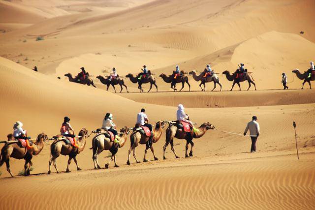 중웨이 사파두 사막의 낙타 투어. ⓒ최종명