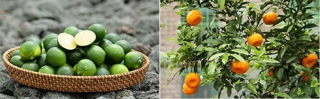 풋귤(왼쪽)과 청귤. 농촌진흥청·서귀포감귤박물관