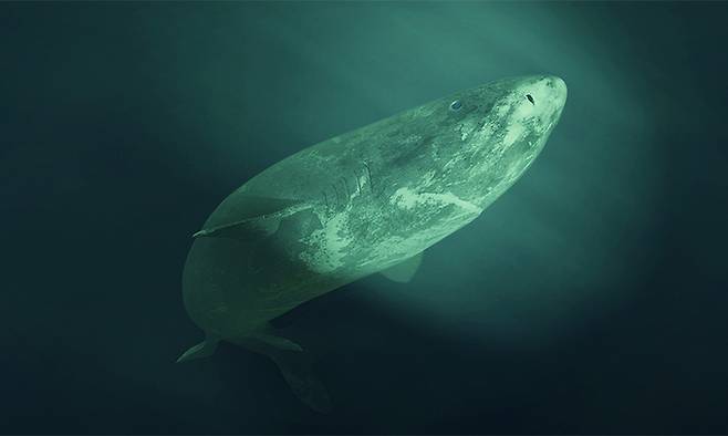 그린란드 상어. 게티이미지뱅크 제공