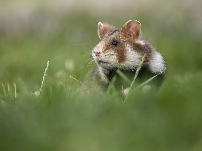 프랑스 북동부의 옥수수 경작지 인근에 사는 햄스터들은 비타민 비(B)3 부족으로 동종포식 행동을 보이기도 했다. 게티이미지뱅크