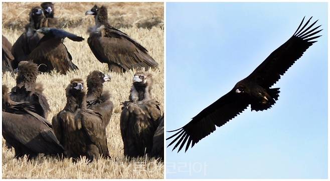 고성 독수리들/사진-고성독수리생태체험관 제공