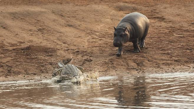 악어가 하마에게 쫓겨 물속으로 줄행랑치고 있다./Latest Sightings