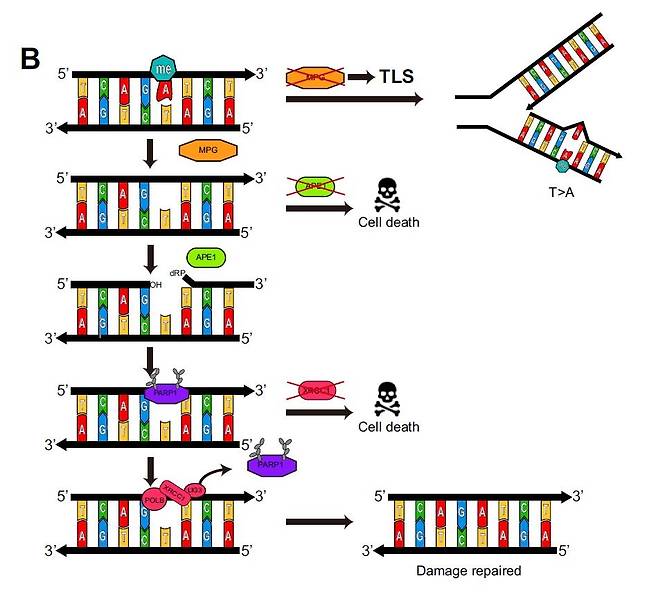 연구 그림 BER 복구 비활성화를 통한 테모졸로마이드 약물 내성 극복 기전. [울산과학기술원 제공. 재판매 및 DB 금지]