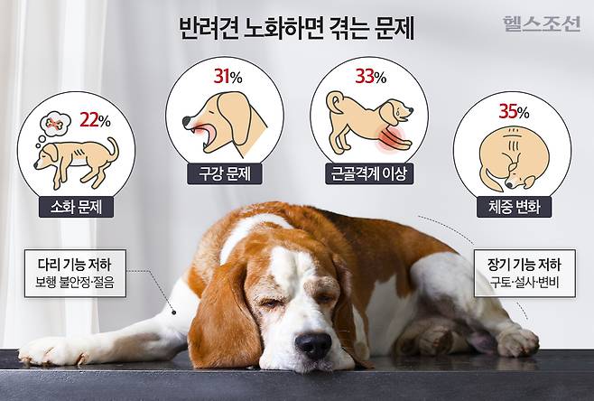노령견은 체중 변화, 근골격계 이상, 구강 문제, 피부 변화, 소화 문제 등을 겪는다./그래픽=김민선