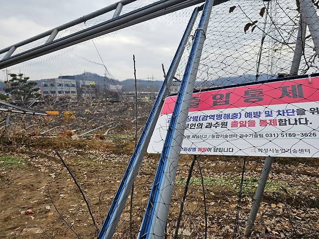 21일 오전 경기 화성시 송산면 700평 규모 과수원에 지난달 말 내린 폭설이 휩쓸고 간 흔적이 그대로 남아 있다. 2024.12.21/뉴스1 ⓒ News1 김기현 기자