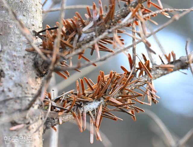 11월 29일 경북 예천 구상나무 농원에서 고사한 구상나무의 나뭇잎과 가지가 말라 있다. 예천=최주연 기자