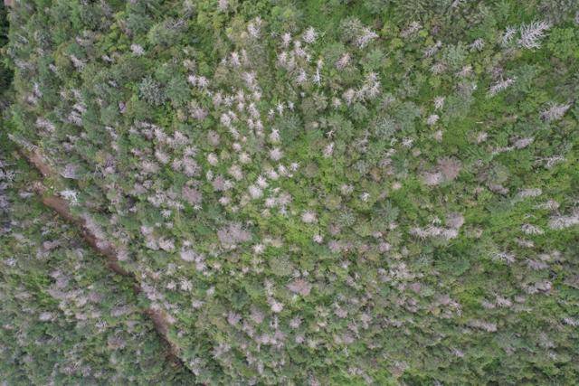 2021년 5월 10일 지리산 중봉 서남 쪽에 구상나무가 집단 고사해있다. 녹색연합 제공