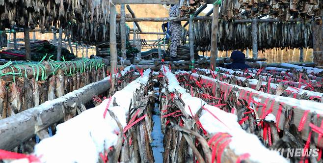 지난 21일 강원 인제군 북면 용대리 황태마을이 최근 내린 폭설로 하얗게 뒤덮여 겨울 풍경을 연출하고 있다.(인제군 제공)