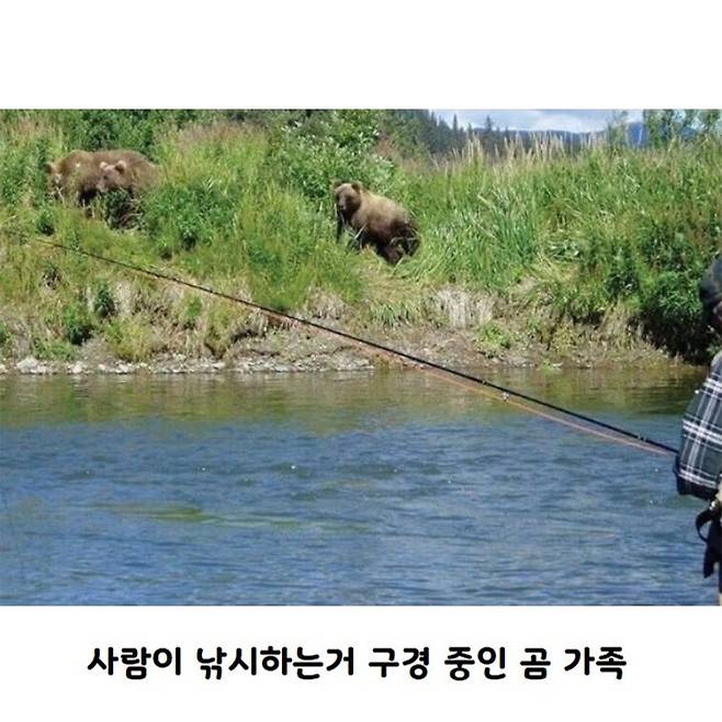 평화로운 연어철 알래스카.jpg