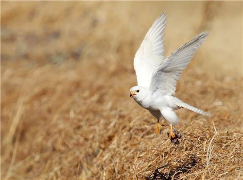 먹잇감 잡아서 날아가는 황조롱이 [촬영 유형재]