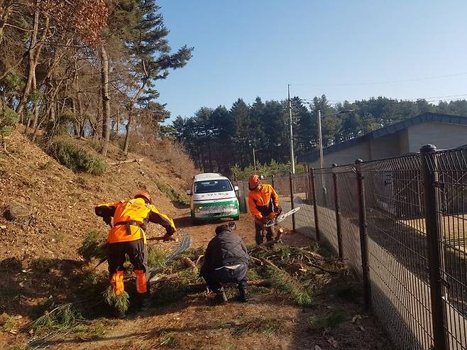 [서울=뉴시스] 지난 11월 폭설 피해 입었던 여주 영릉 가지 정리 작업 (사진=국가유산청 제공) 2024.12.24. photo@newsis.com *재판매 및 DB 금지