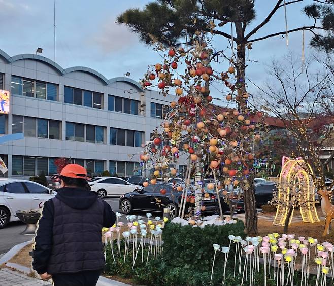 화분에 옮겨 심은 황금부사 사과나무는 백화점과 호텔, 놀이공원 등에서 인기다. 최근 의성군청 입구에는 황금부사 사과나무로 만든 크리스마스 트리가 전시됐다. /권광순 기자