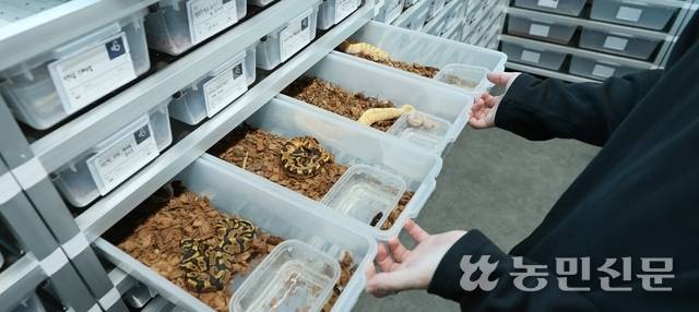 서랍장에서 키우고 있는 ‘볼파이톤’. 수원=김원철 프리랜서 기자