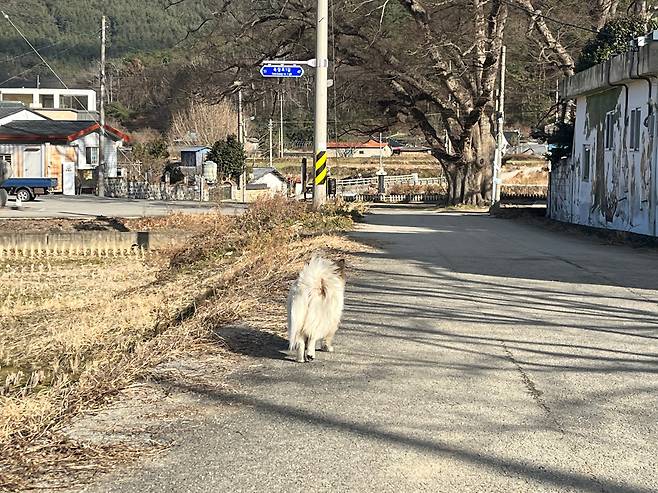 31일 오후 전남 영광군 군남면의 한 마을에서 강아지 '푸딩이'가 돌아오지 않는 노부부와 손녀를 기다리며 마을 주위를 방황하고 있다. /고유찬 기자