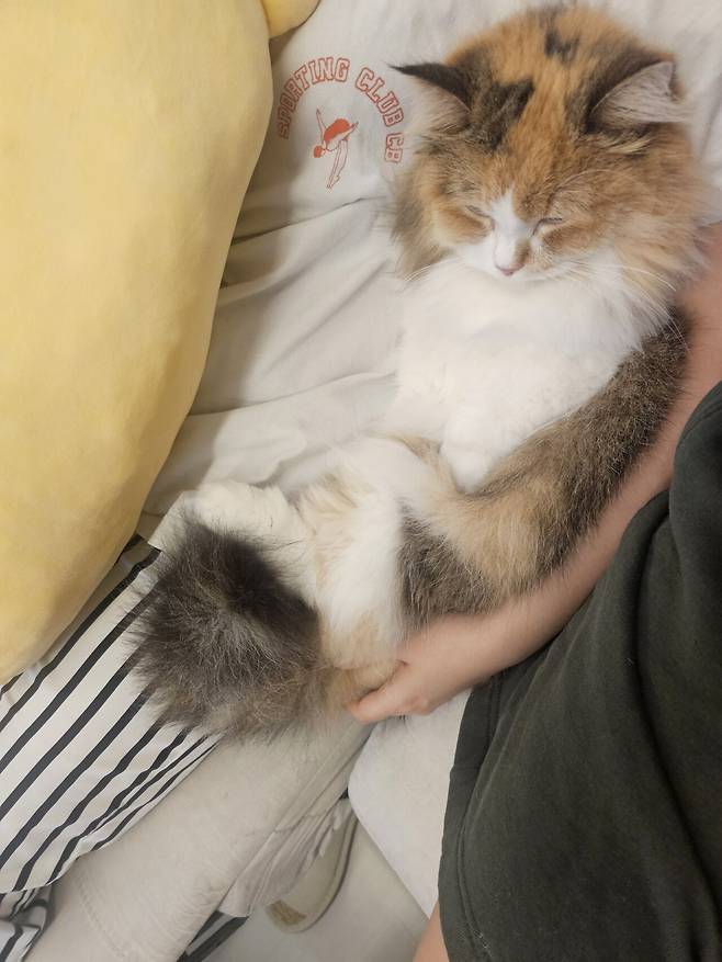 1000056987.jpg 착한 고양이 테스트해봄