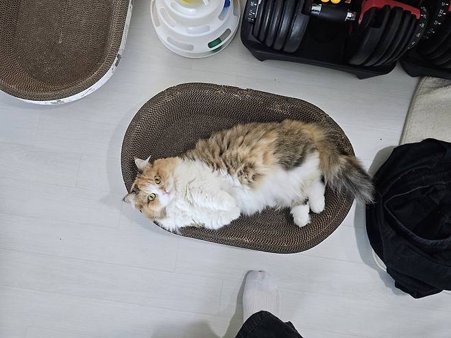 1000043472.jpg 착한 고양이 테스트해봄