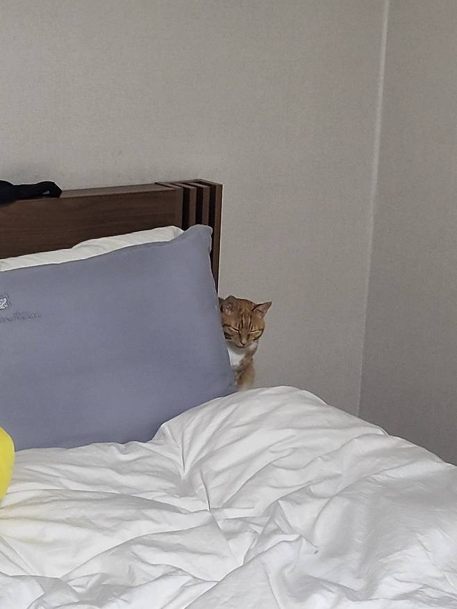 못된고양이 첼린지