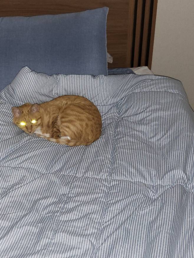 못된고양이 첼린지