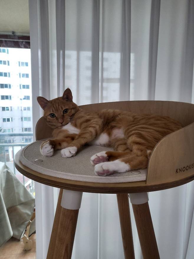 못된고양이 첼린지