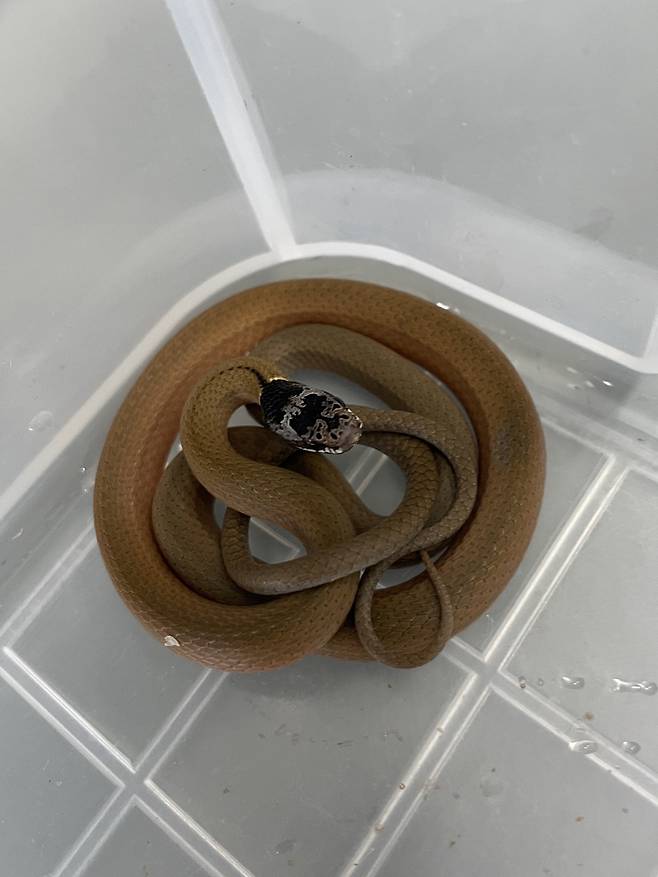 국립생태원 멸종위기종복원센터가 포획한 야생 상태의 비바리뱀. 연구진은 비바리뱀의 분변을 분석해 어떤 먹이를 먹는지 분석하고, 소형발신기를 부착해 비바리뱀의 공간 이용 연구도 수행할 계획이다./국립생태원