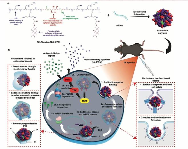 mRNA 전달체 작용 기전 모식도/사진제공=전남대학교