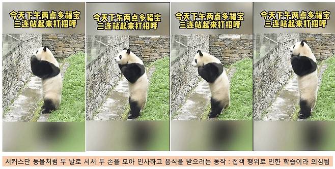 강도높은 접객 훈련 때문에, 방사장에서 일반관객을 만날때에도, 비밀접객 때의 훈련받은것이 반사적으로 나와, 이른바 ‘중국집 뽀이’ 처럼 서서 머리를 조아리는 자세를 보이고 있는 푸바오. [팬클럽, 푸바오는 나의 빛(FUNABIT) 제공]